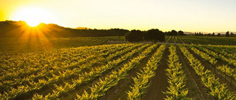 taste of healdsburg